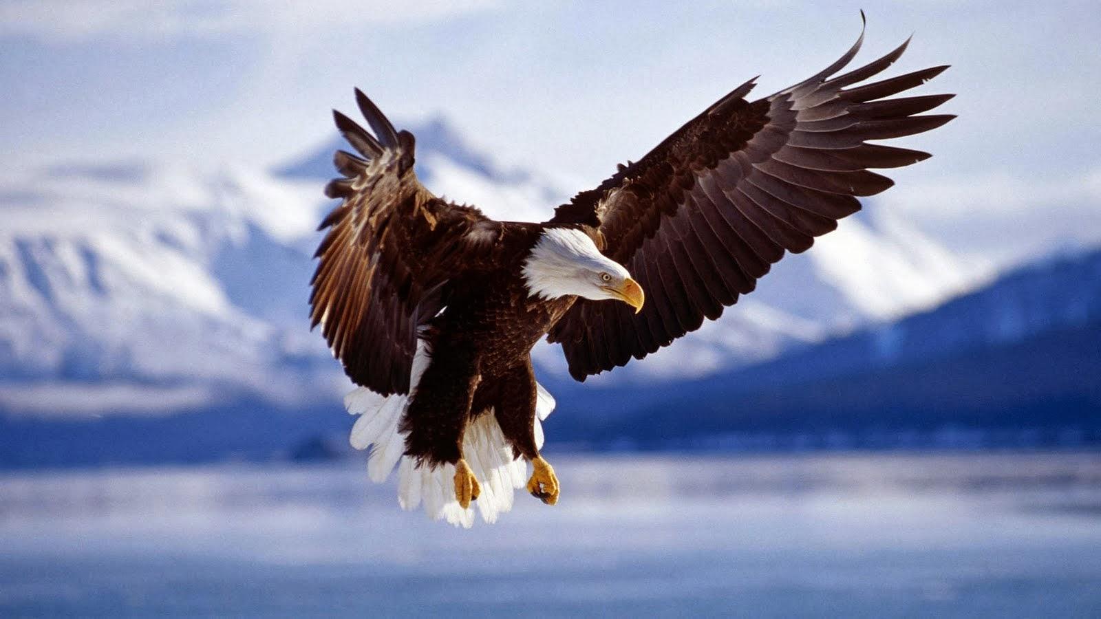 1600x900 Snow Eagle Wallpaper. Snow Wallpaper, Snow White Wallpaper and Snow Desktop Wallpaper