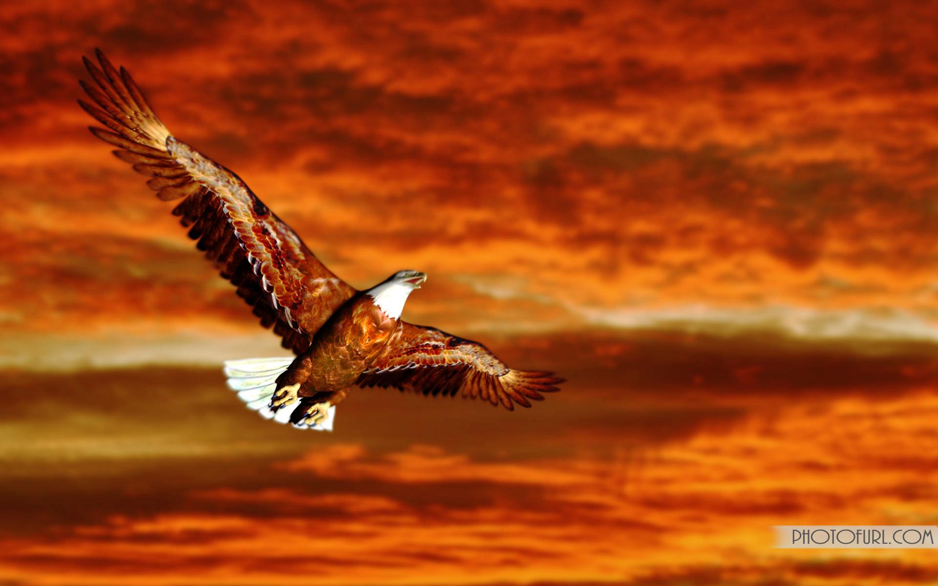 1920x1200 New Free Deer, Lion, Eagle, Owl, Horse And Rabbit Desktop Background Computer Wallpaper. Free WallpaperFree Wallpaper