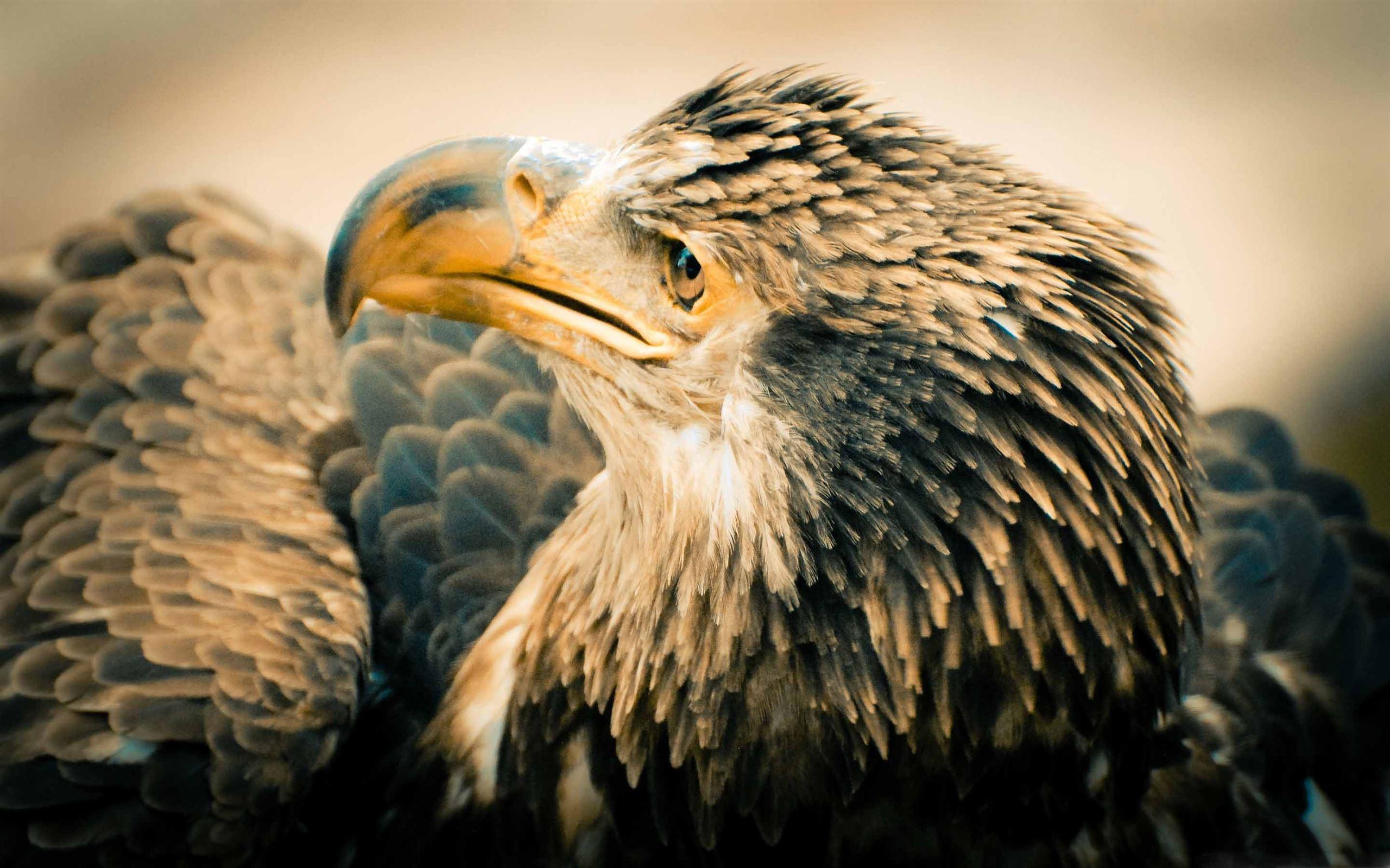 2560x1600 Bald Eagle Mac Wallpaper Download