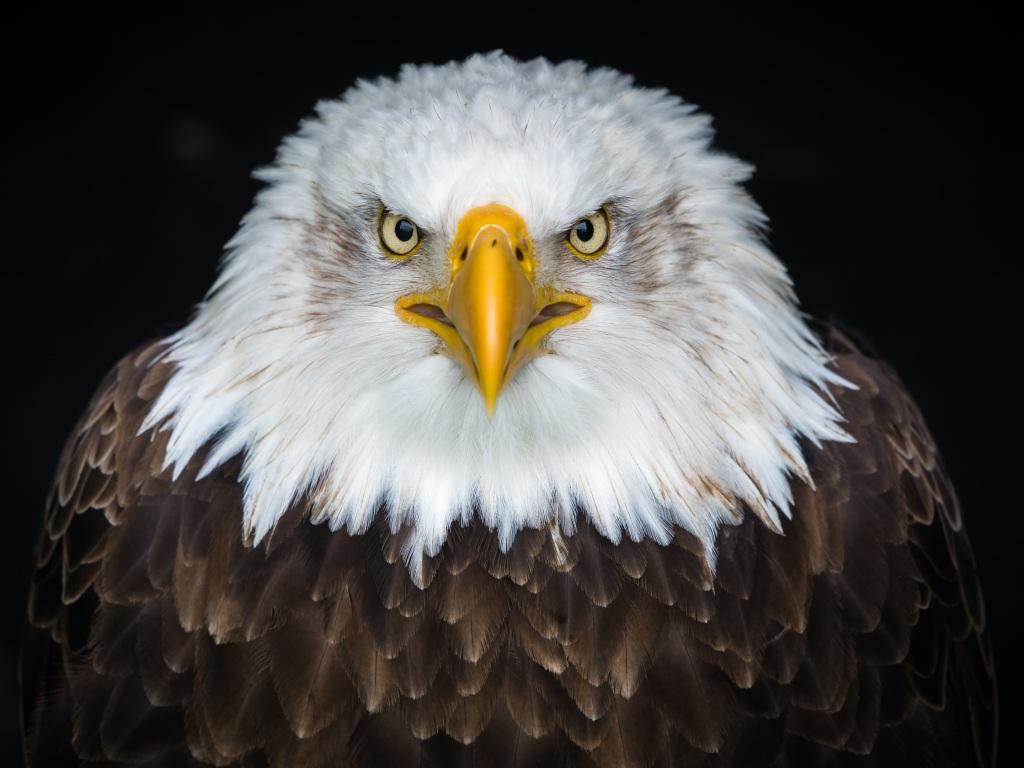 1024x768 Wallpaper 4k Bald Eagle 4k 4k Wallpaper, Bald Eagle Wallpaper, Birds Wallpaper, Eagle Wallpaper, Hd Wallpaper