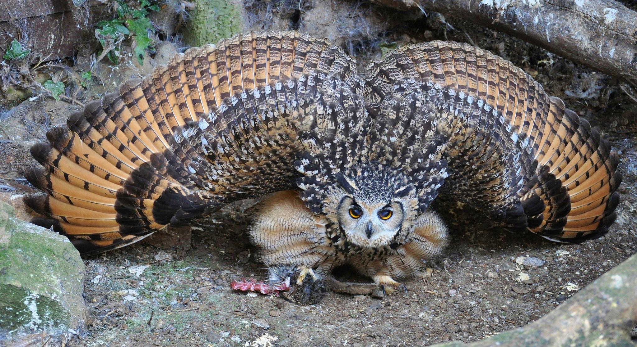 2048x1118 Owl HD Wallpaper and Background Image