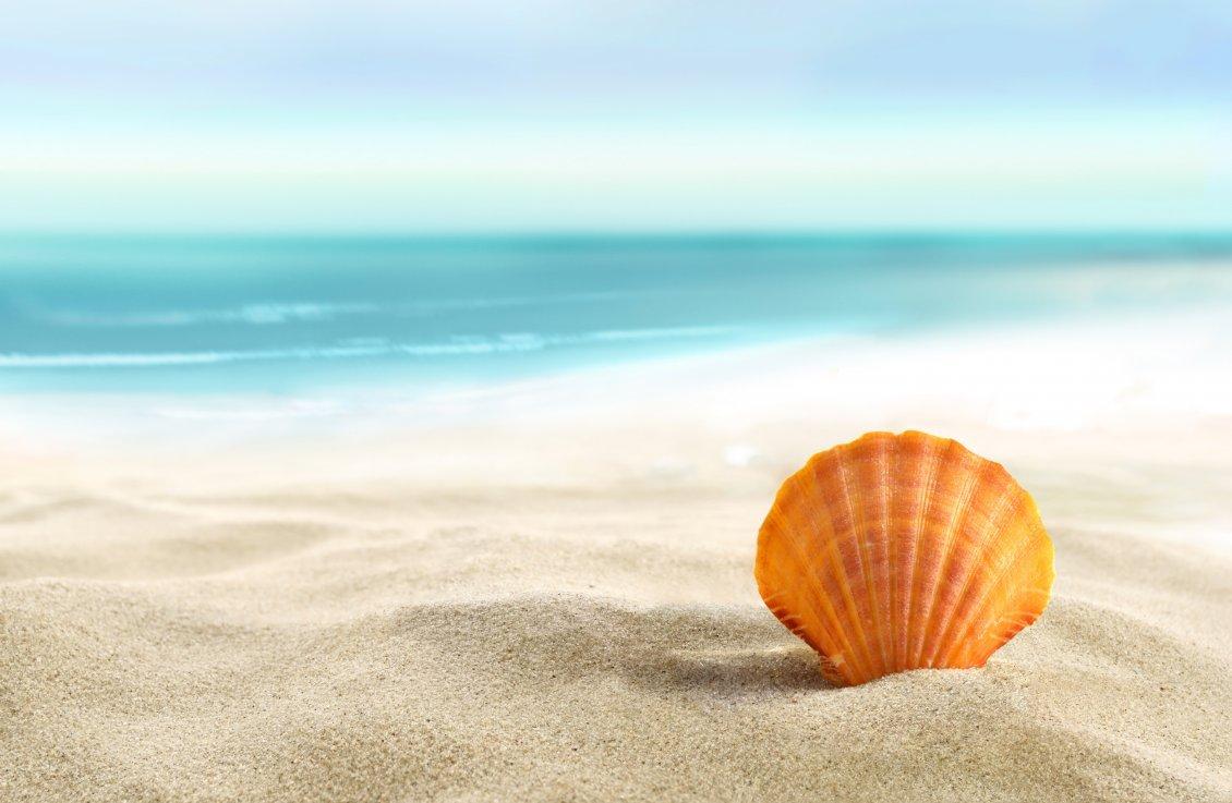 1130x737 Orange shell in the sand holiday at the beach