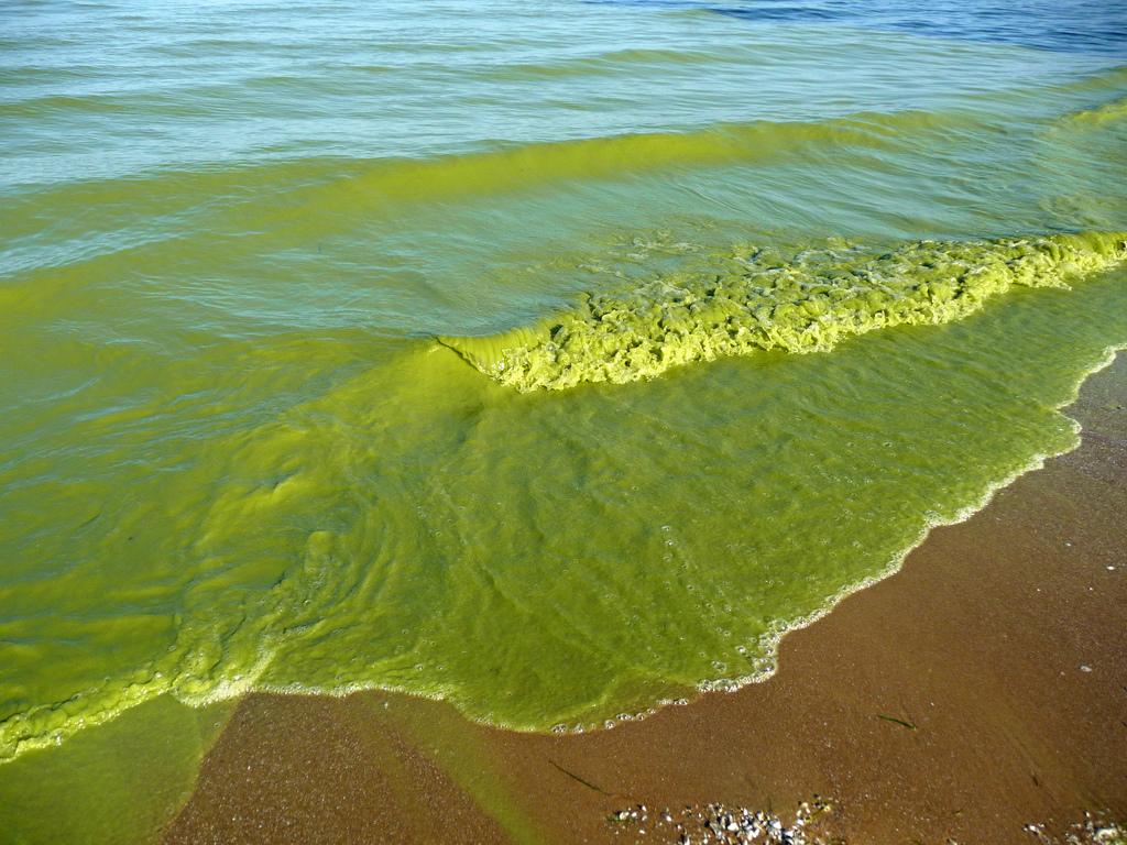 1024x768 Here's the Science, Now Action is Needed to Clean Up Lake Erie Algae. International Joint Commission