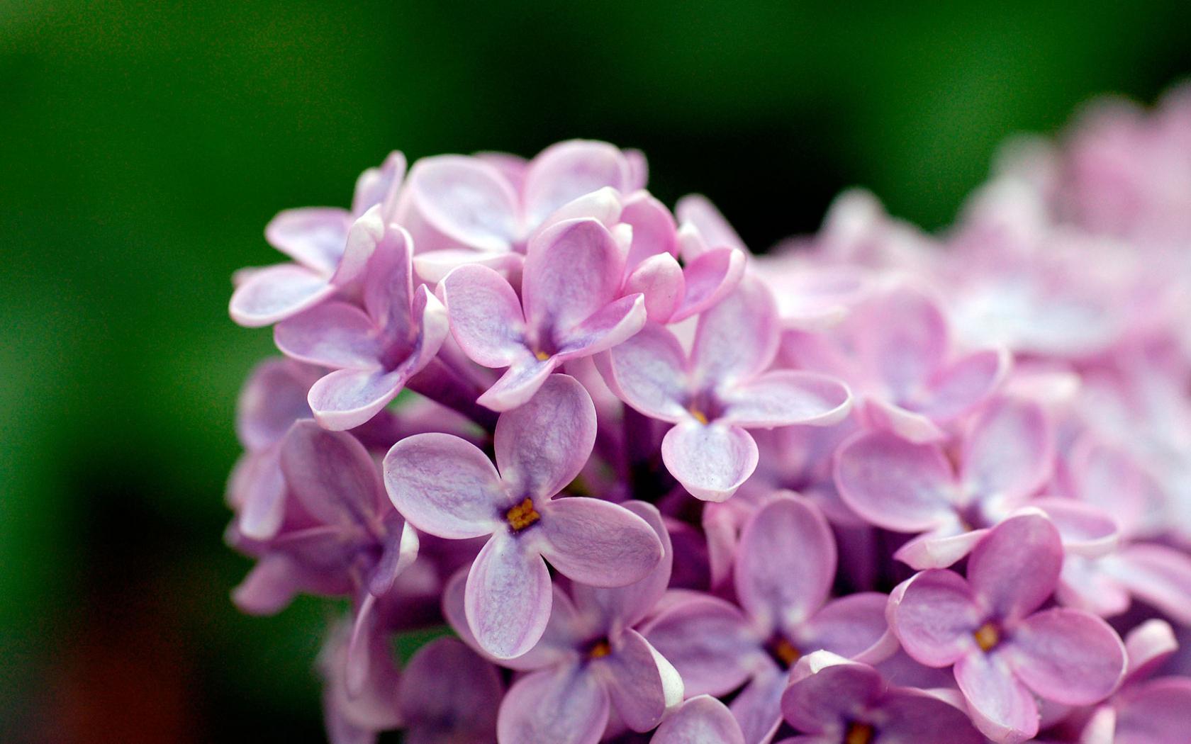 1680x1050 Free download Light Purple Flowers 1080p Wallpaper HD Wallpaper [1920x1080] for your Desktop, Mobile & Tablet. Explore Purple Flower Wallpaper HD. Purple Wallpaper for Laptop, Purple Wallpaper