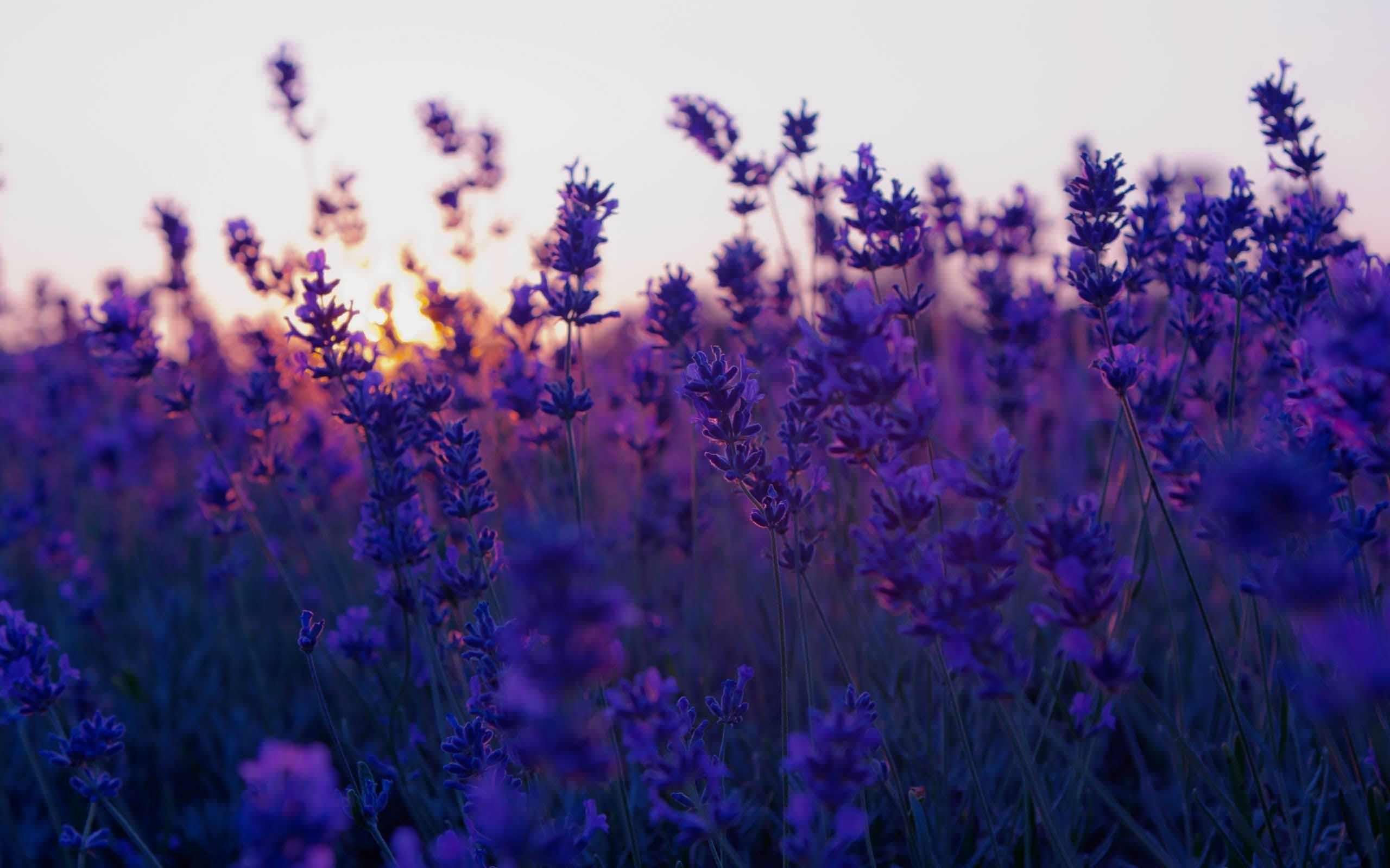 2560x1600 Purple Rose Aesthetic Wallpaper