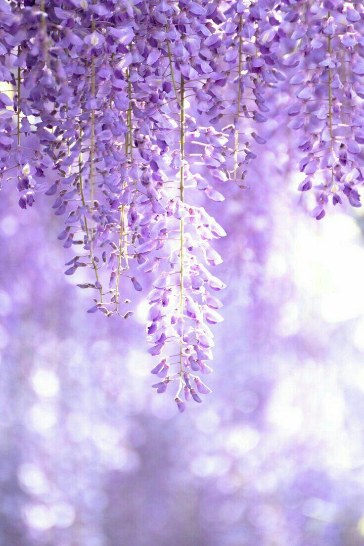 736x1104 √ Purple Flower Aesthetic