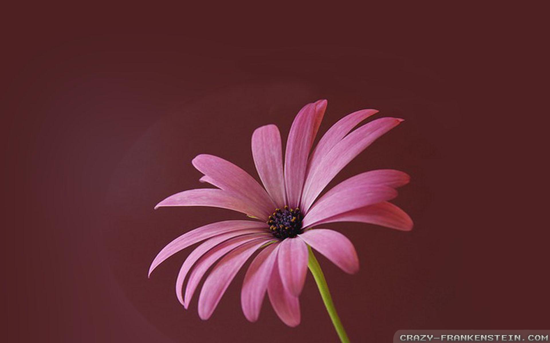 Light Purple Flower Wallpapers - Top Free Light Purple Flower ...