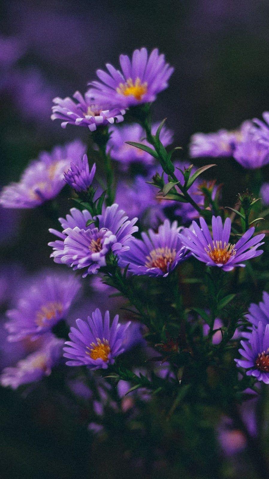 898x1600 Aesthetic Flower Wallpaper Purple