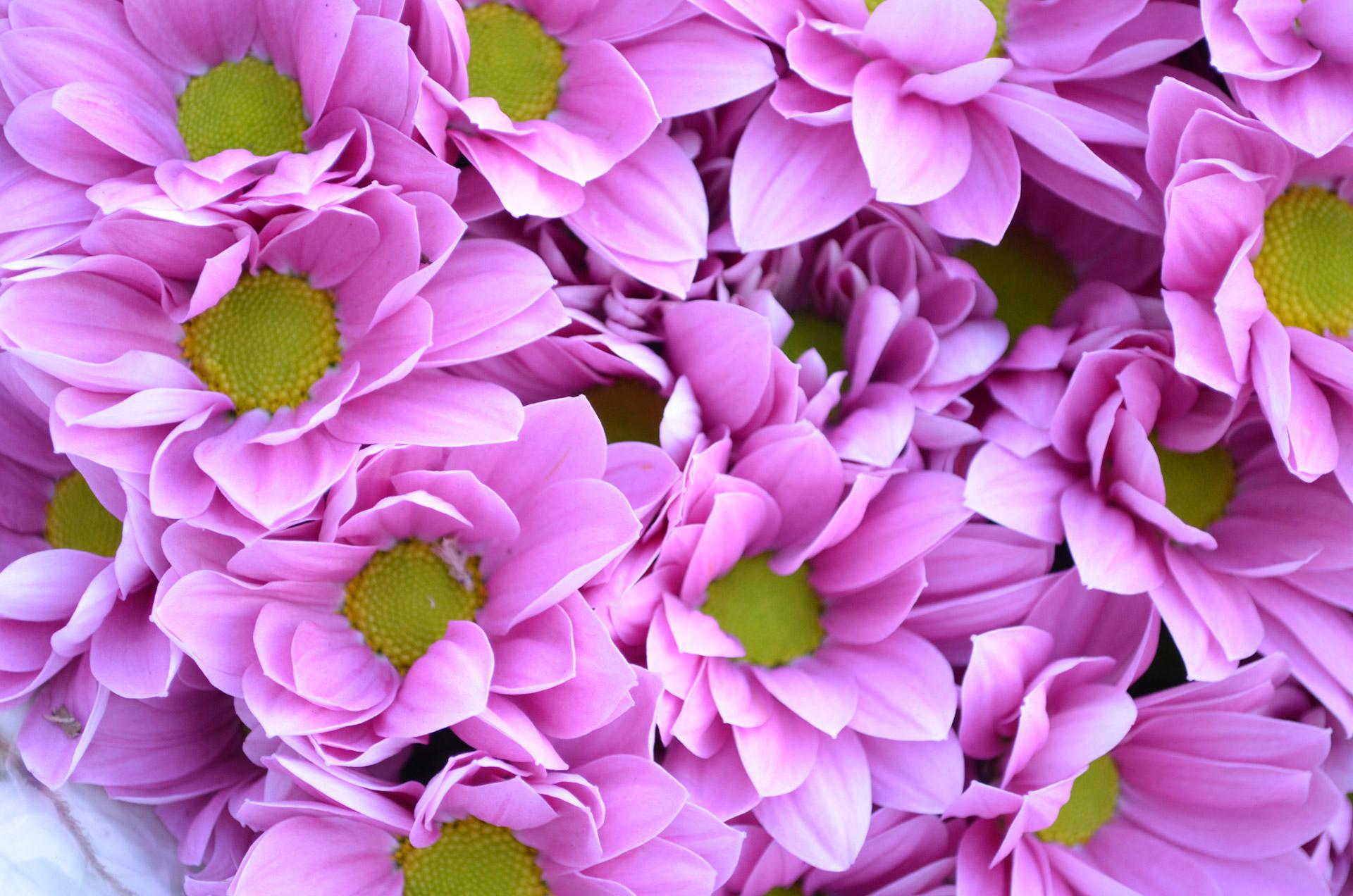 1920x1272 Purple Flowers Free Domain Picture