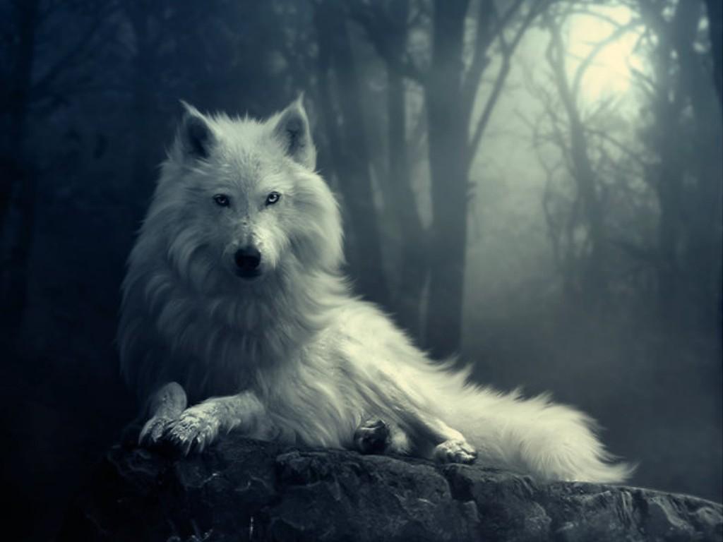 1024x768 White wolf wallpaper