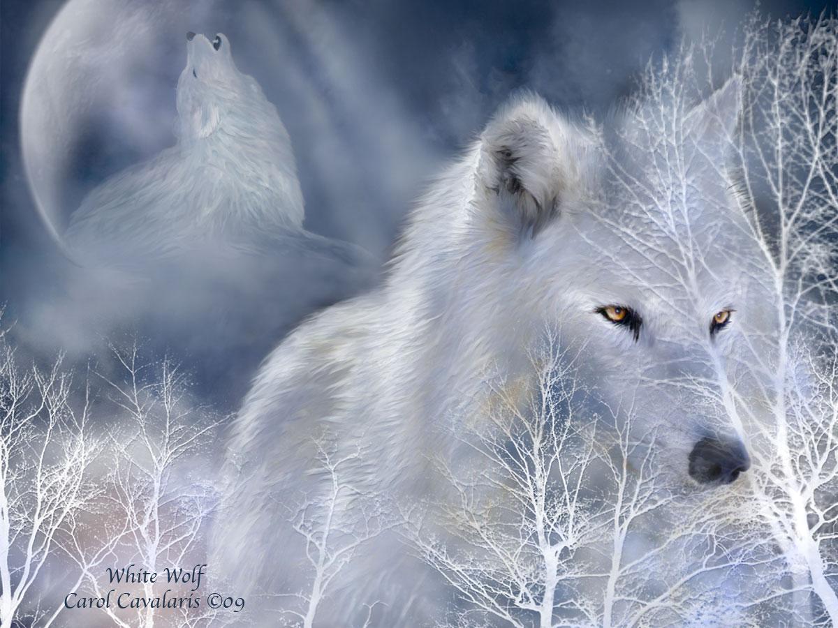 1200x900 White Wolf Wallpaper