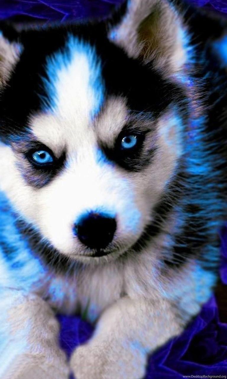 768x1280 Siberian Husky Baby iPhone 6 Plus Wallpaper Desktop Background