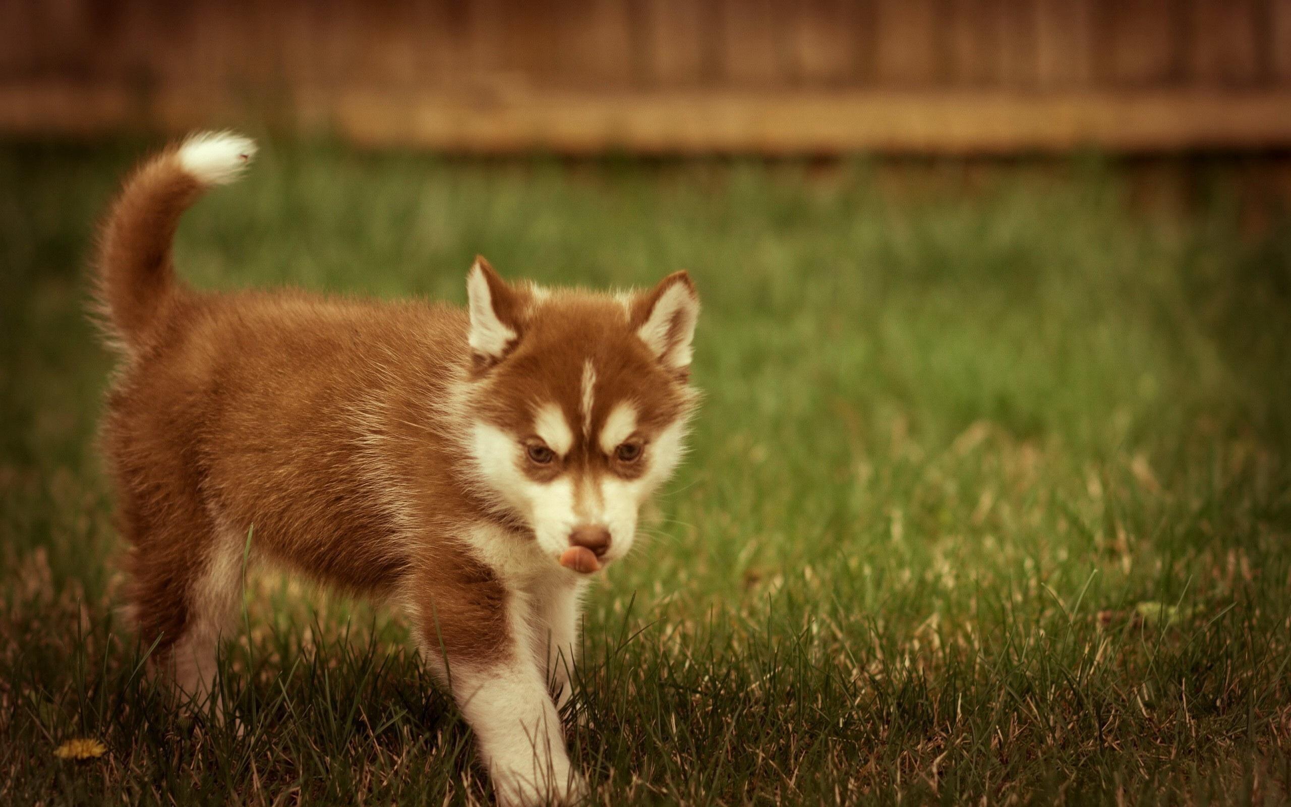 2560x1600 2560x Baby Husky Wallpaper Siberian Husky Brown