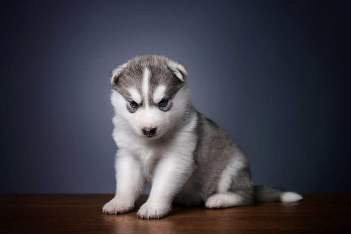 1200x801 Baby Husky Wallpaper Inspirational 49 Siberian Husky Dog & Wallpaper 2019 of The Hudson