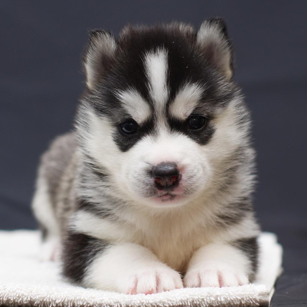 1024x1024 Cute Husky Puppies With Quotes. QuotesGram