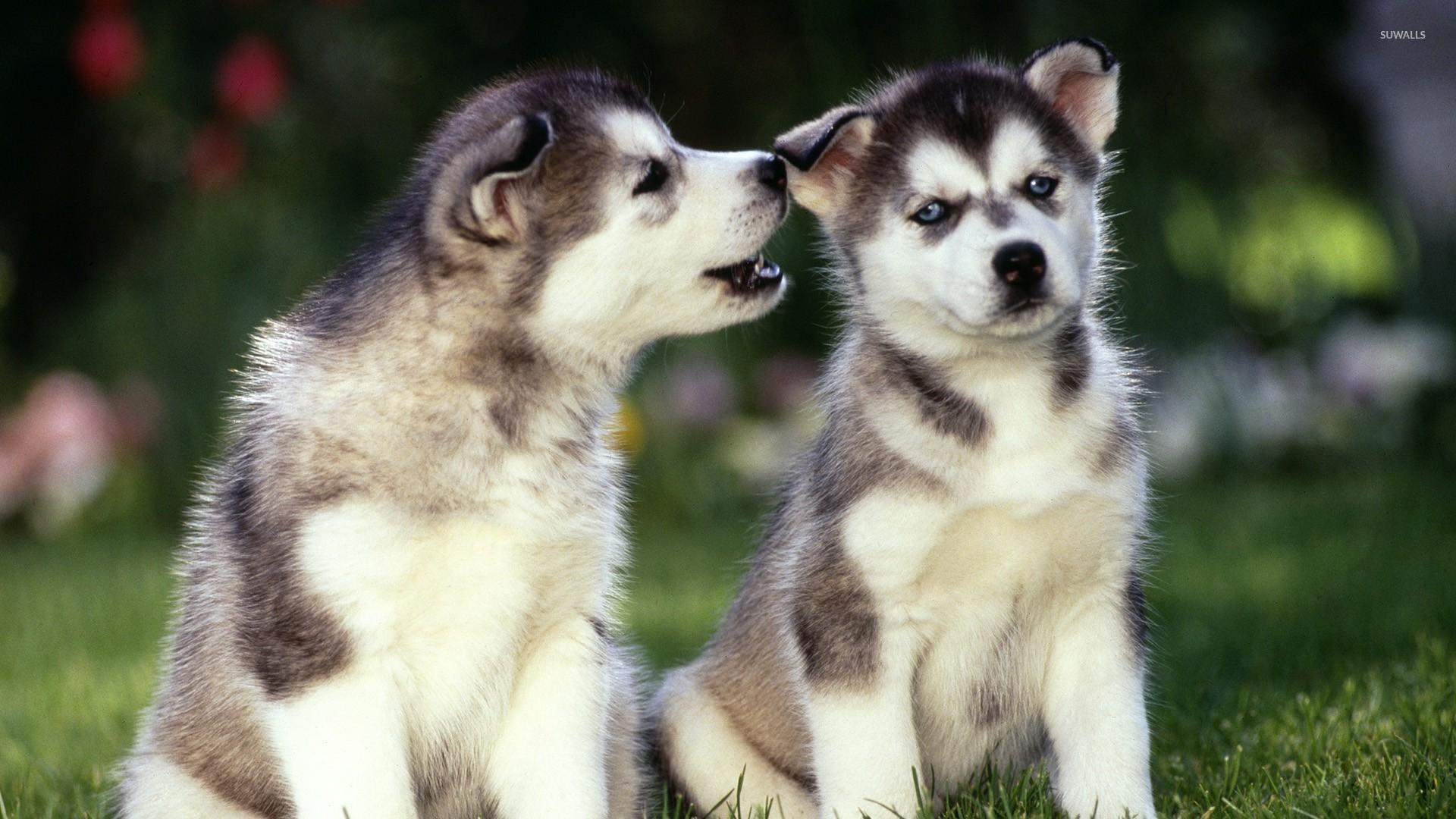 1920x1080 Siberian Husky Puppy Wallpaper HD Love Art