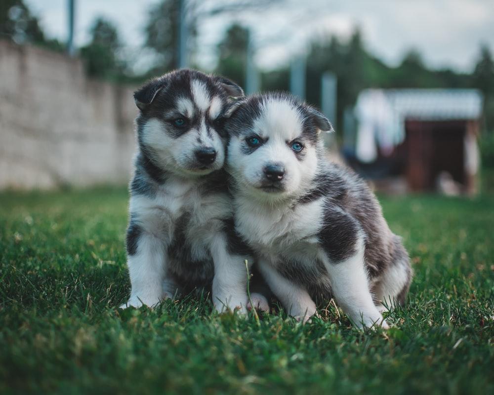 1000x800 Siberian Husky Wallpaper [HD]. Download Free Image