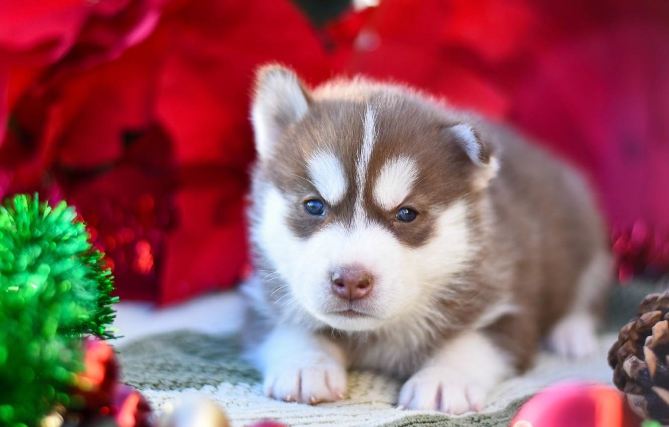 1332x850 Wallpaper red, pose, background, dog, baby, puppy, lies, tinsel, face, brown, husky, Siberian husky image for desktop, section собаки