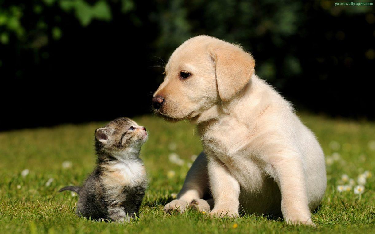 1222x763 Puppies And Kittens Wallpaper