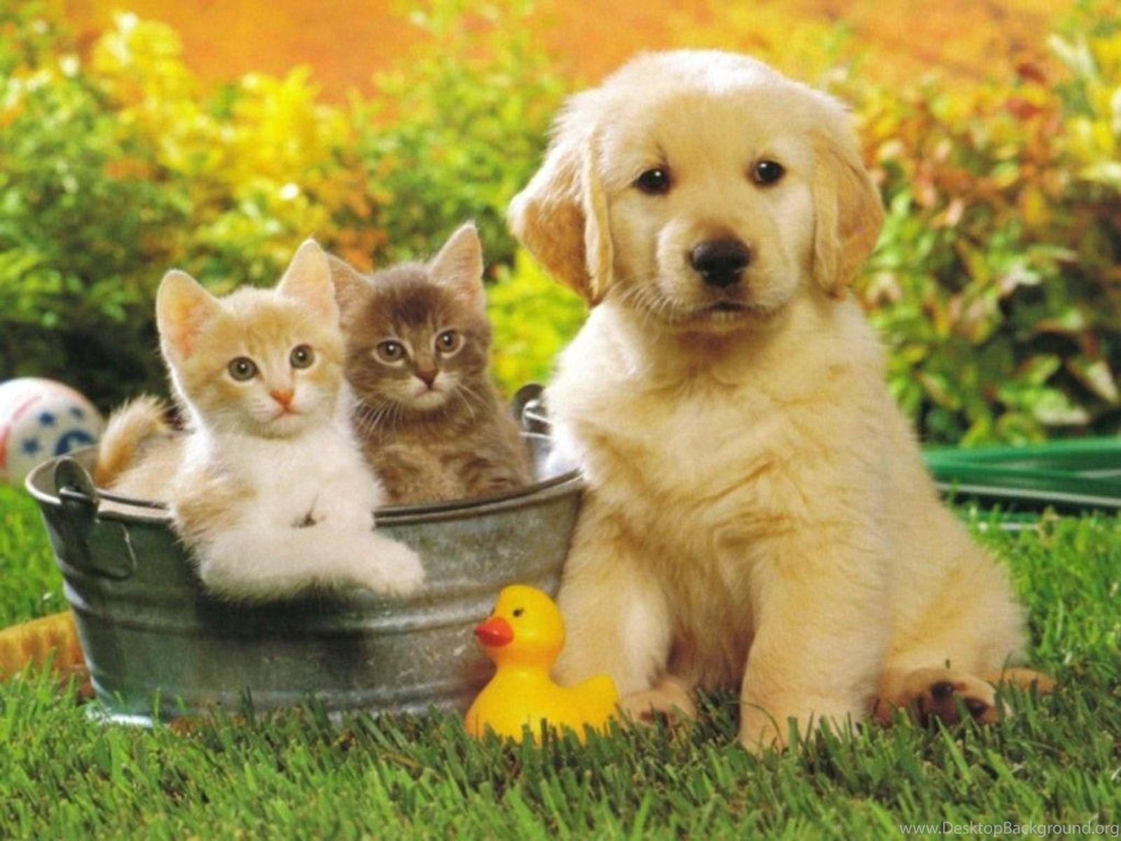 1600x1200 Puppies And Kittens Wallpaper Desktop Background