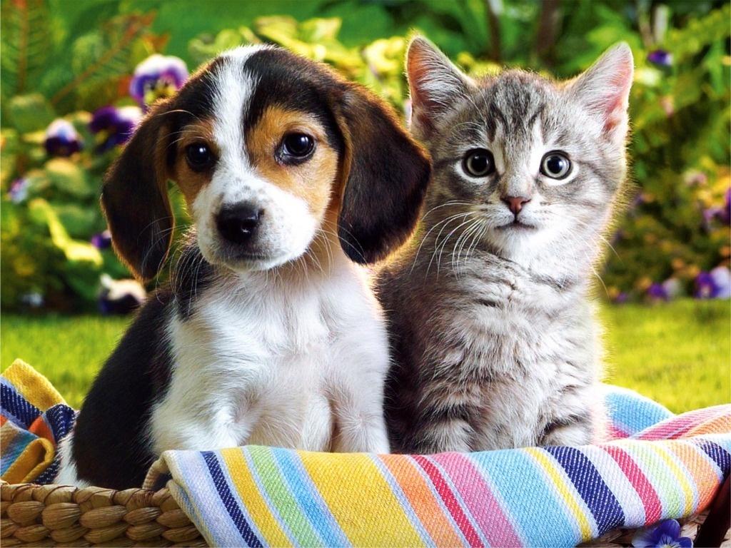 1024x768 Cute Puppies Background