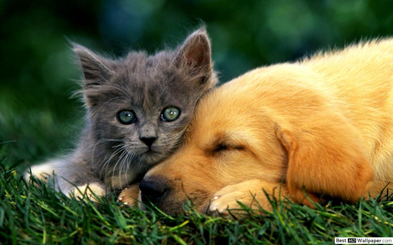 1280x800 Kitten and puppy bonding HD wallpaper download
