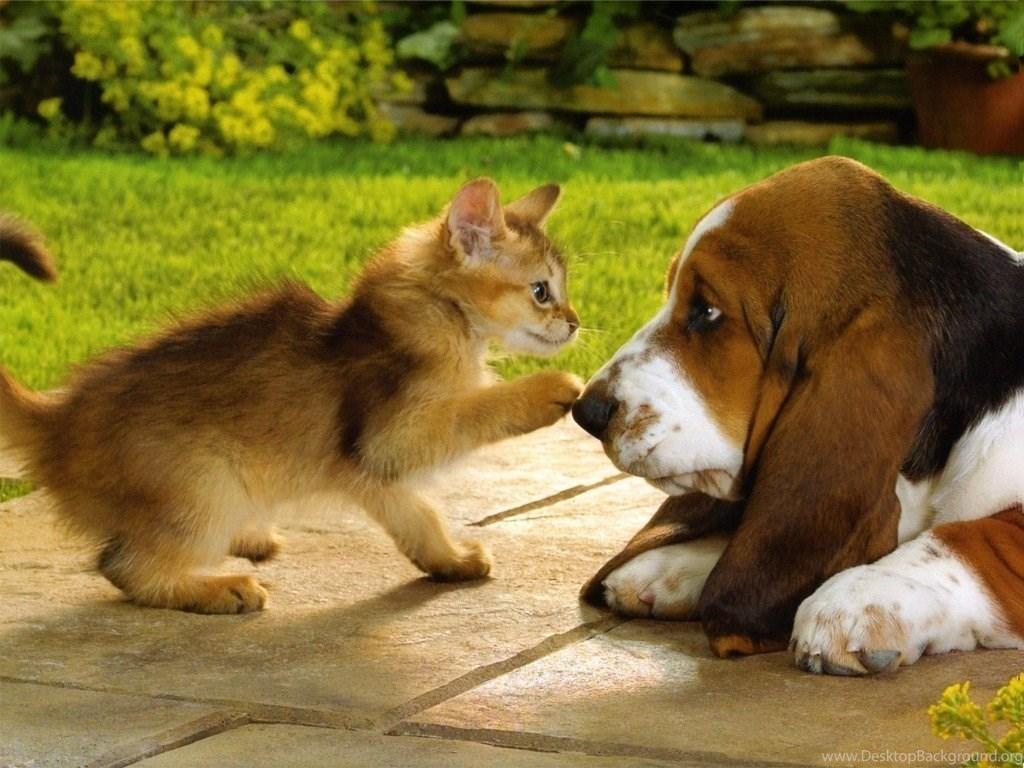 1024x768 Picture Of Puppies And Kittens Desktop Background Desktop Background