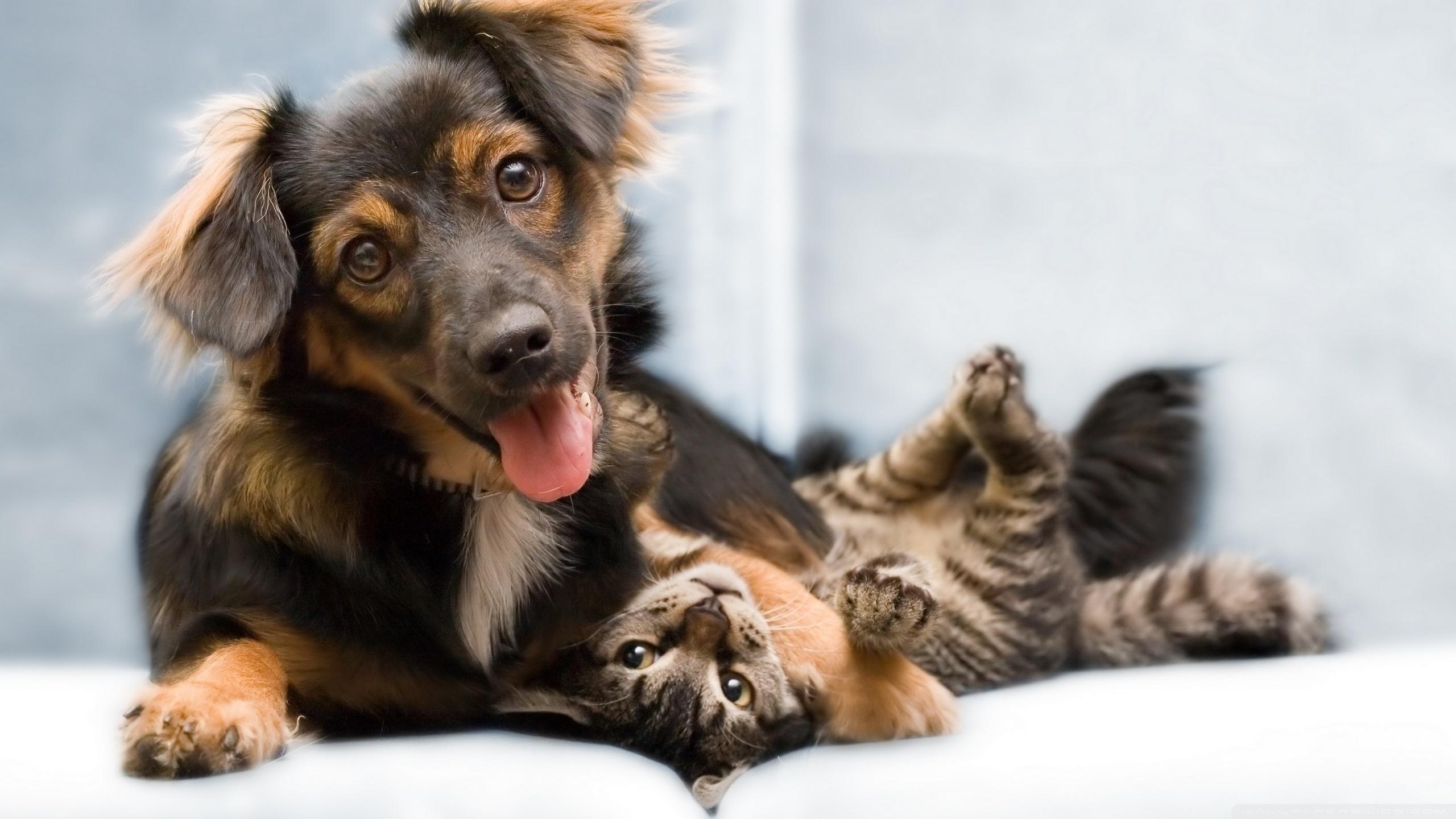 2560x1440 Cat Dog Image HD