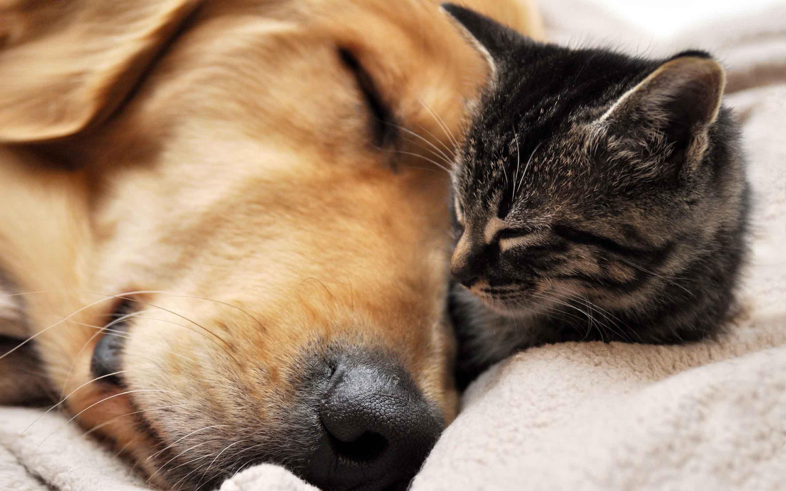 2560x1600 Cute Dog and Cat Wallpaper