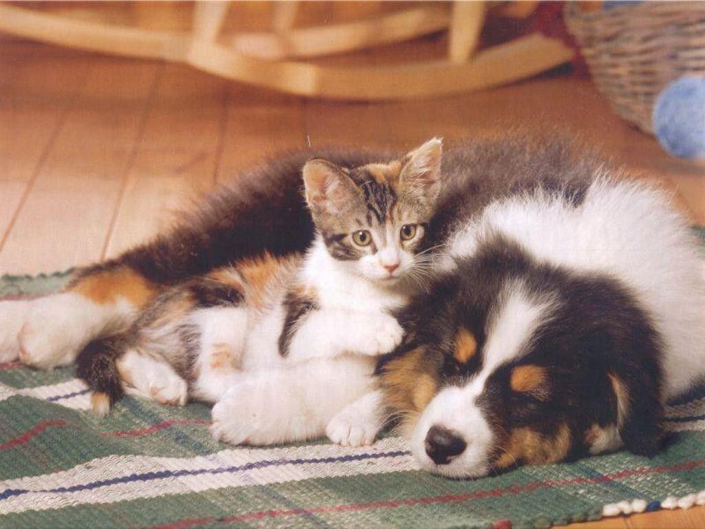1024x768 Cats: Puppy Kitten Kitties Puppies Desktop Background for HD 16:9
