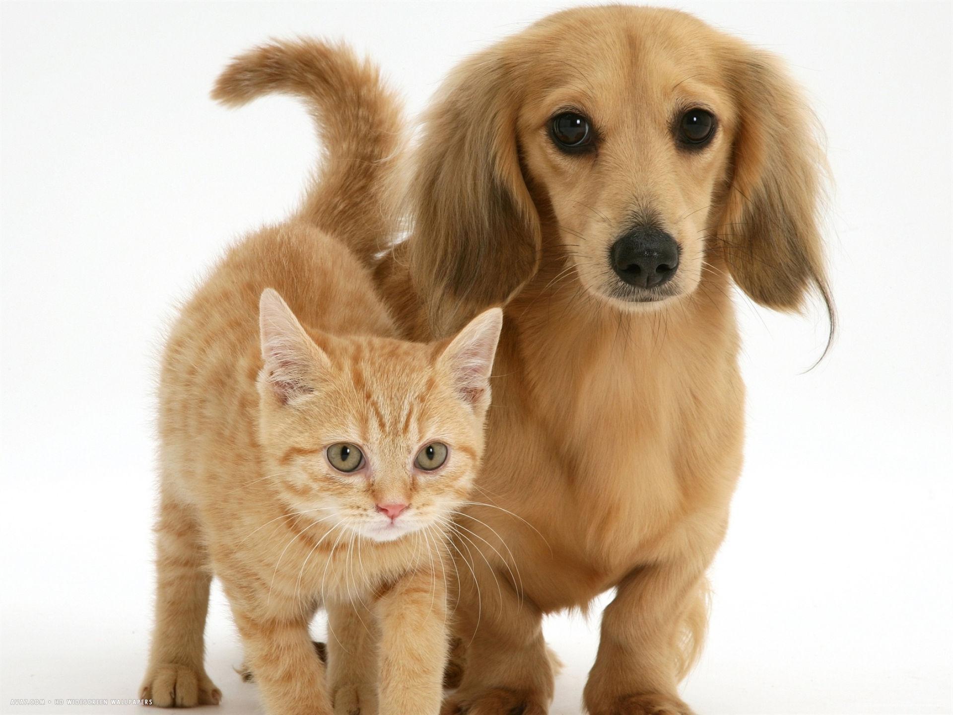 1920x1440 cream kitten with cream dapple dachshund puppy desktop wallpaper. cats and friends HD widescreen wallpaper