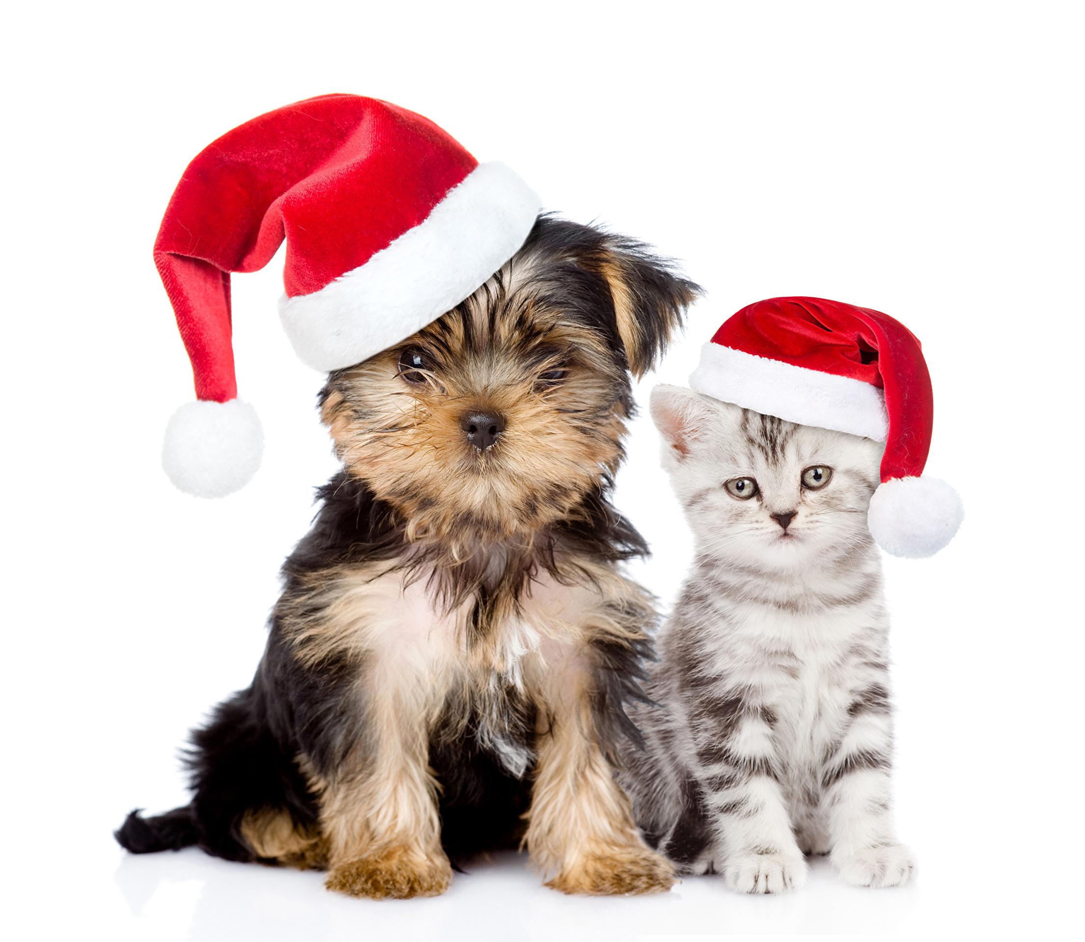 2211x1920 Desktop Wallpaper Christmas Kittens And Puppies