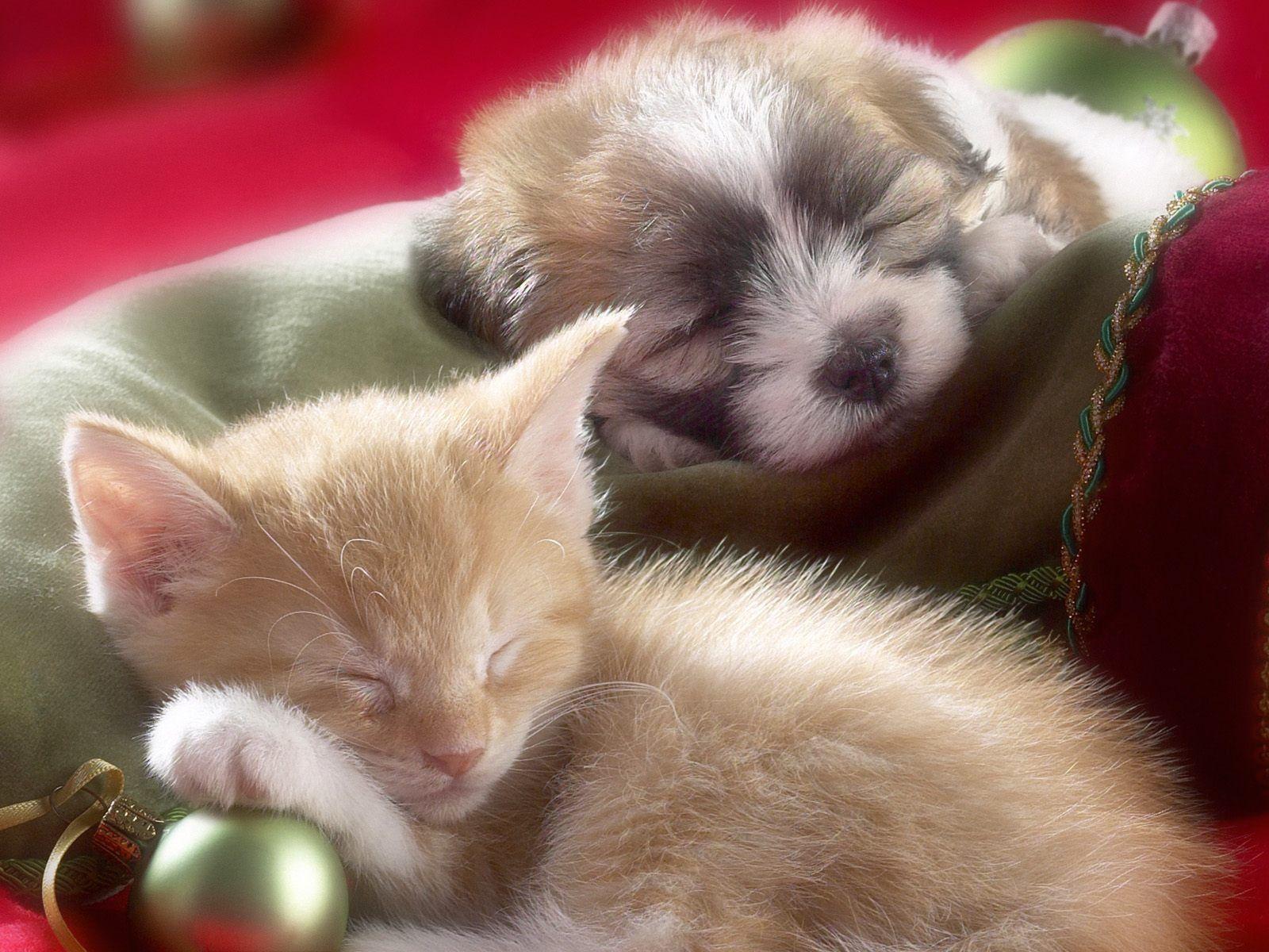 1600x1200 Kittens And Puppies Wallpaper