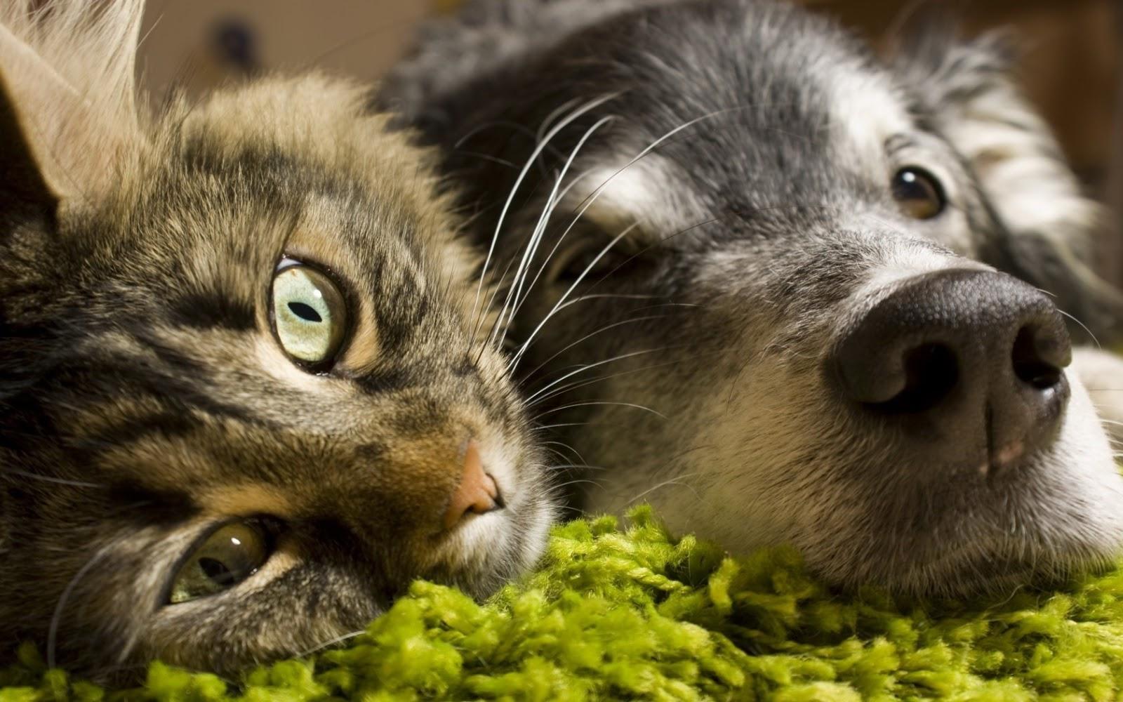 1600x1000 Cats Dogs Wallpaper HD Cute Puppies Kittens on the App Store 1600x1000