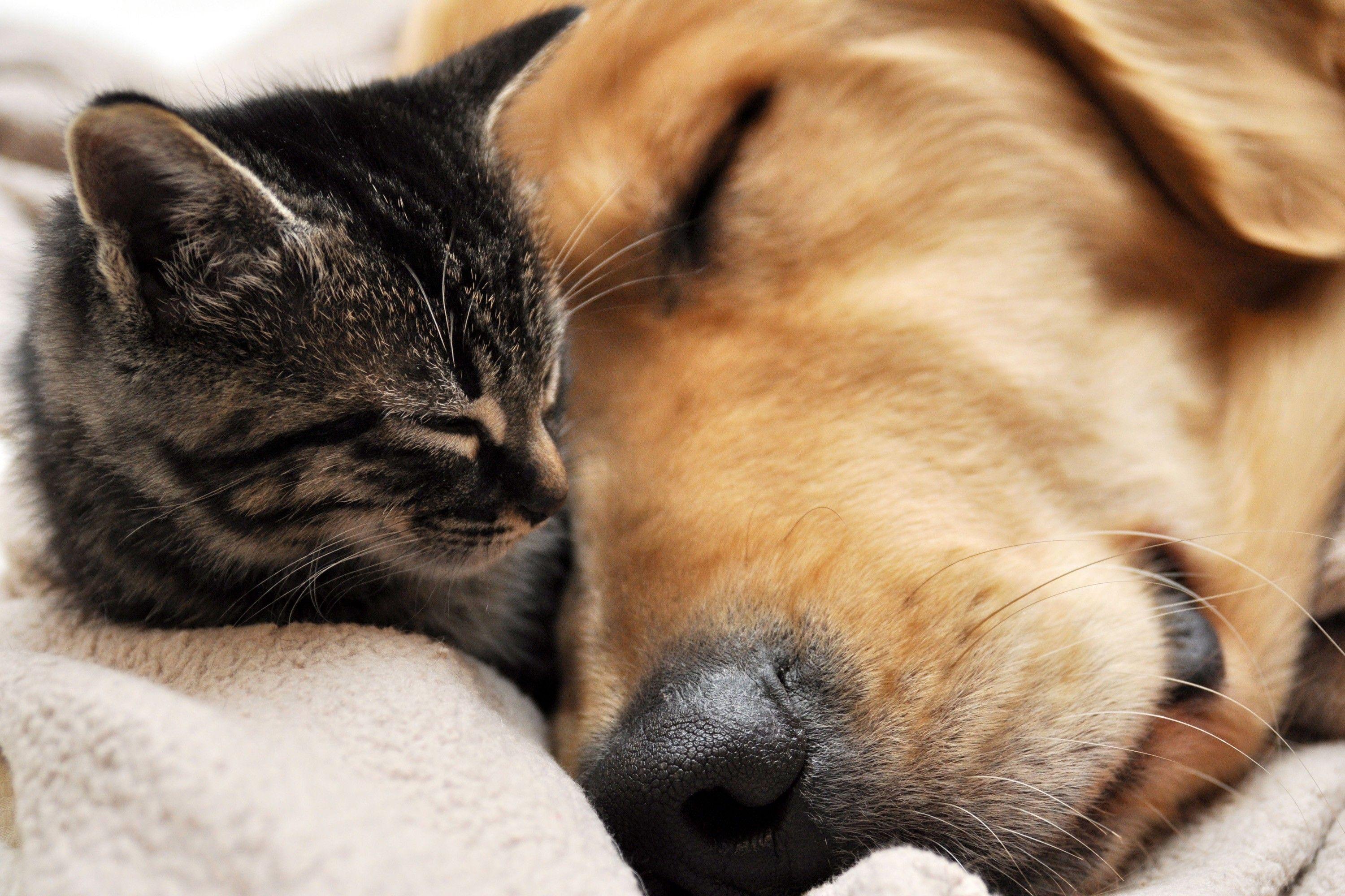 3000x2000 Cats and Dogs Sleeping Wallpaper