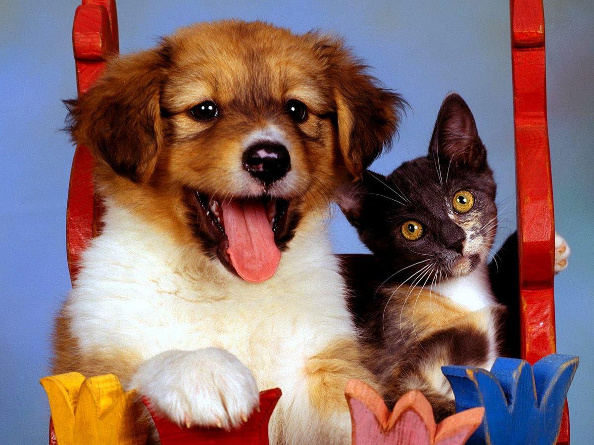 1200x900 Dogs, Puppies, Kitten background. FREE Download picture