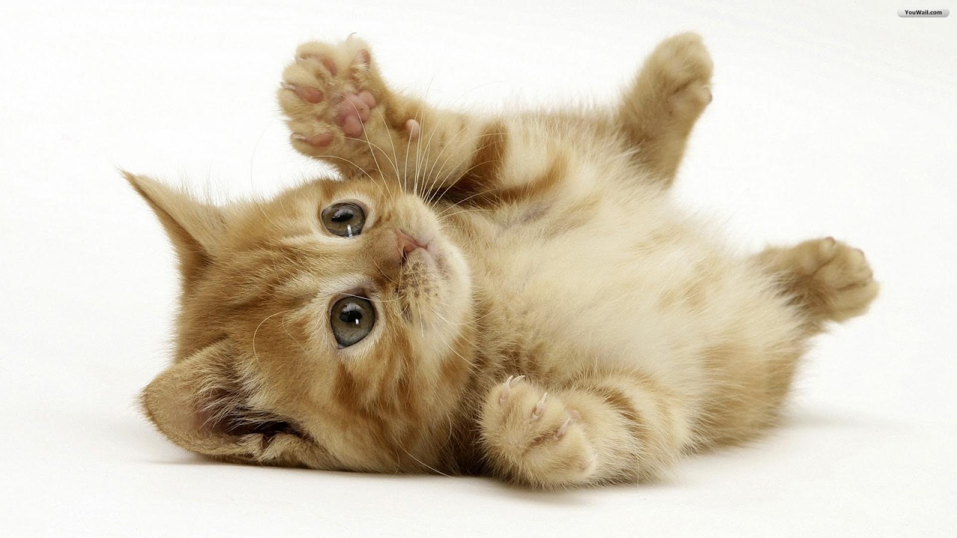 1920x1080 Cat dog wallpaper download
