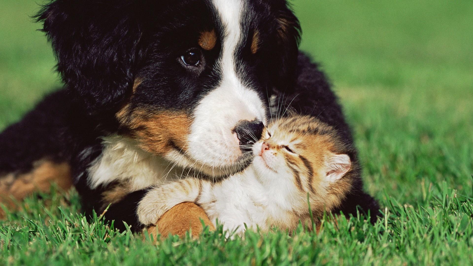 1920x1080 Cute Puppy and Kitten