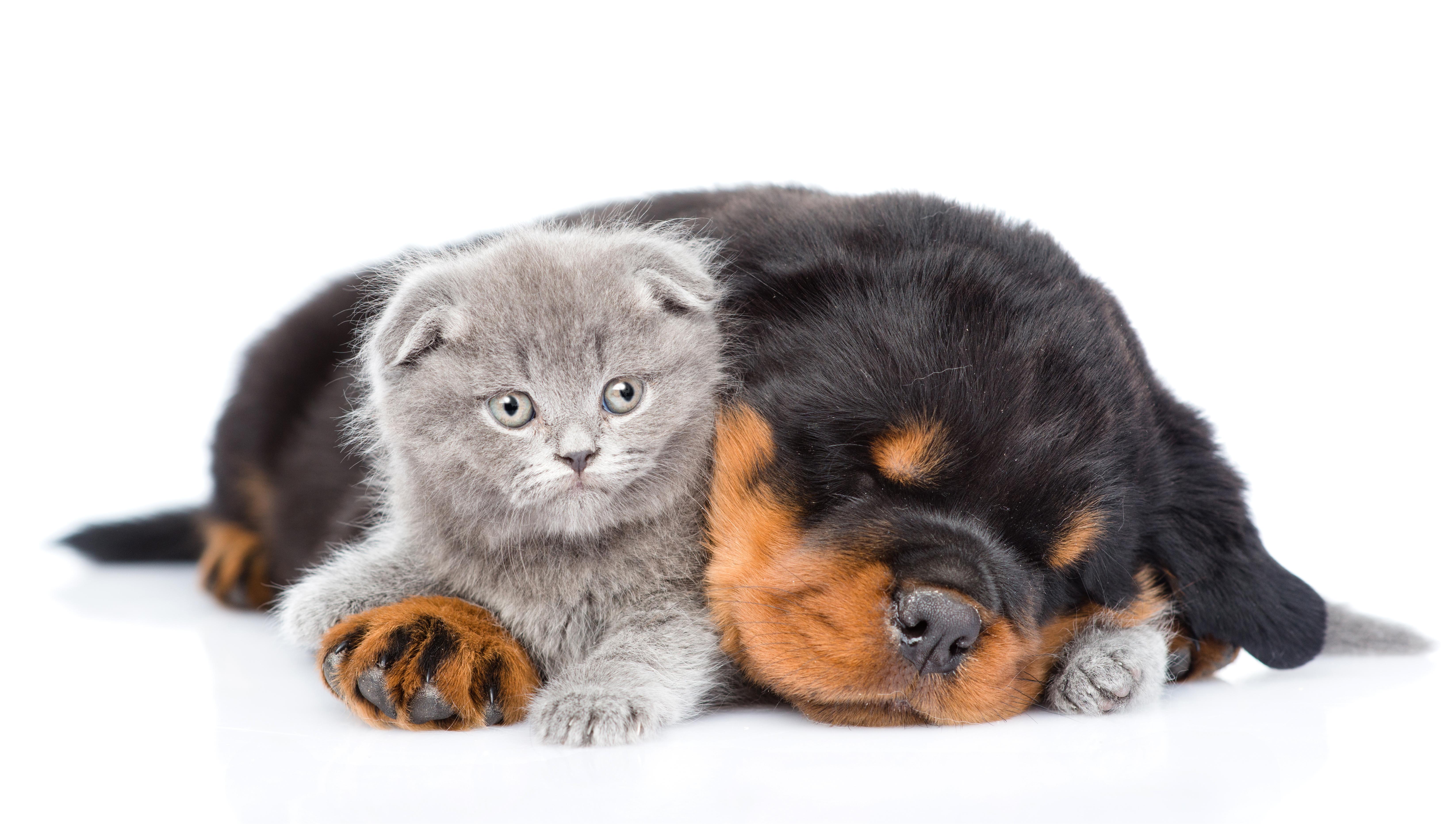 6548x3800 Desktop Wallpaper puppies kitty cat Rottweiler Dogs Cats 6548x3800
