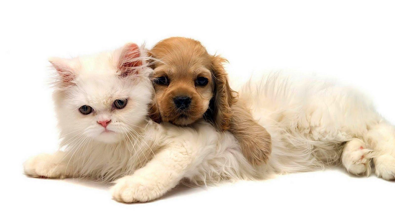 1600x900 Dog And Cat Wallpaper