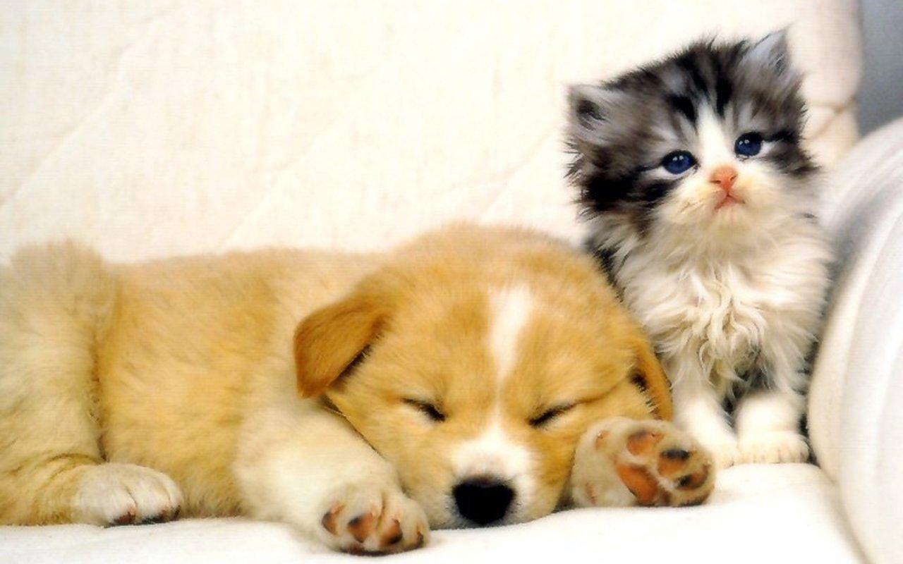 1280x800 Cats Dogs Wallpaper HD Cute Puppies Kittens on the App Store 1280x800