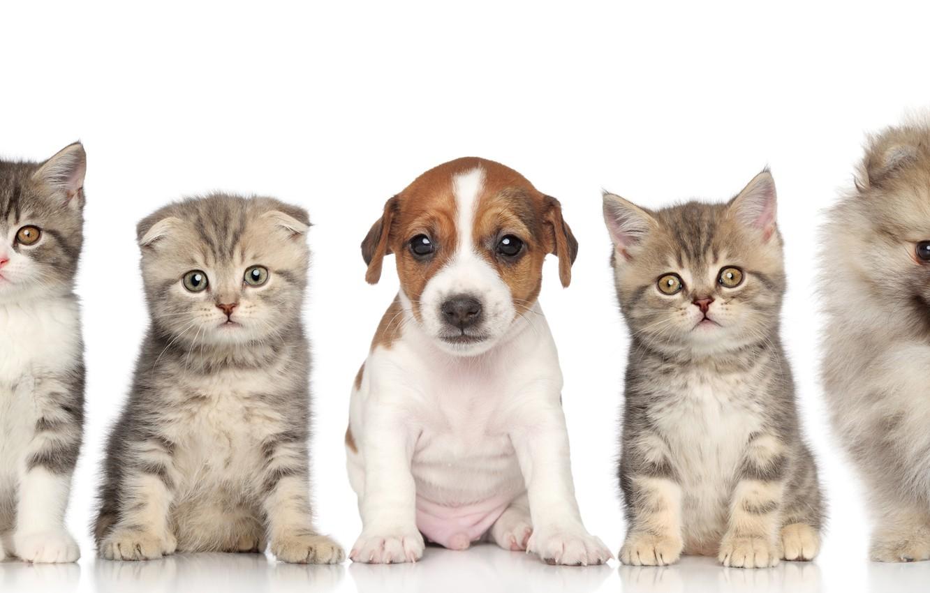 1332x850 Wallpaper puppies, kittens, kids image for desktop, section животные