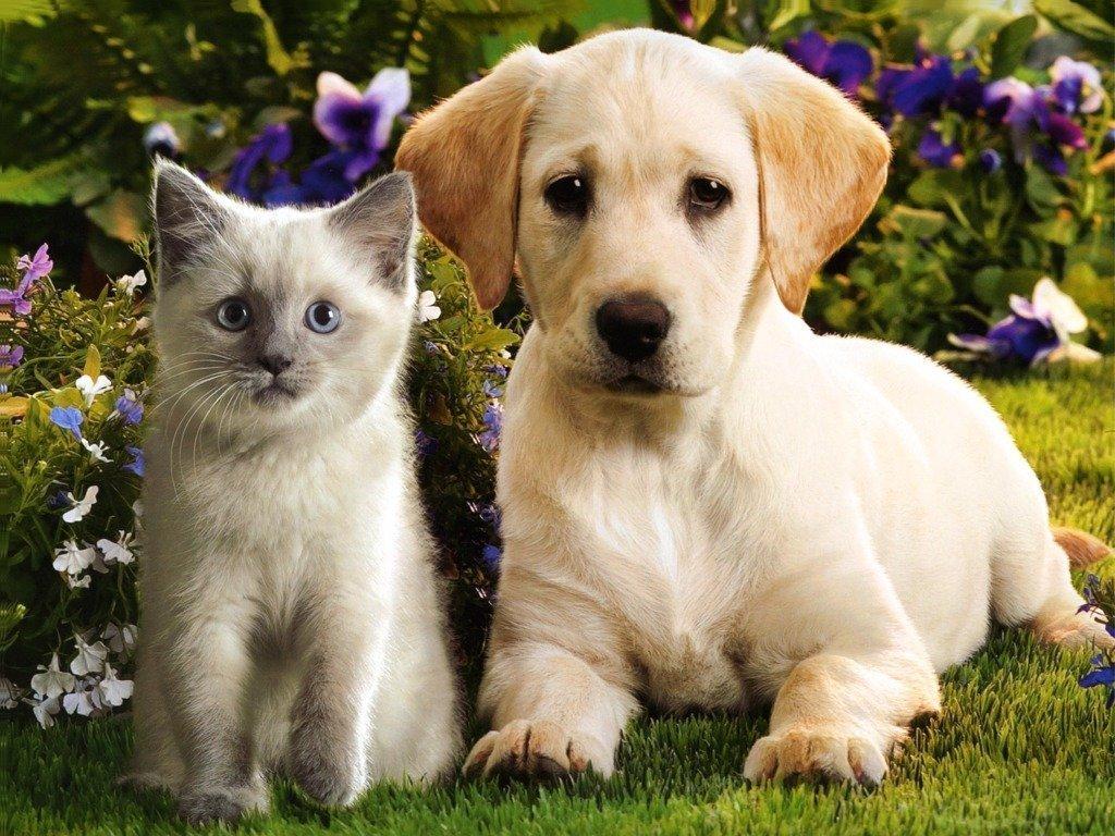1024x768 Kitten and Puppy Wallpaper