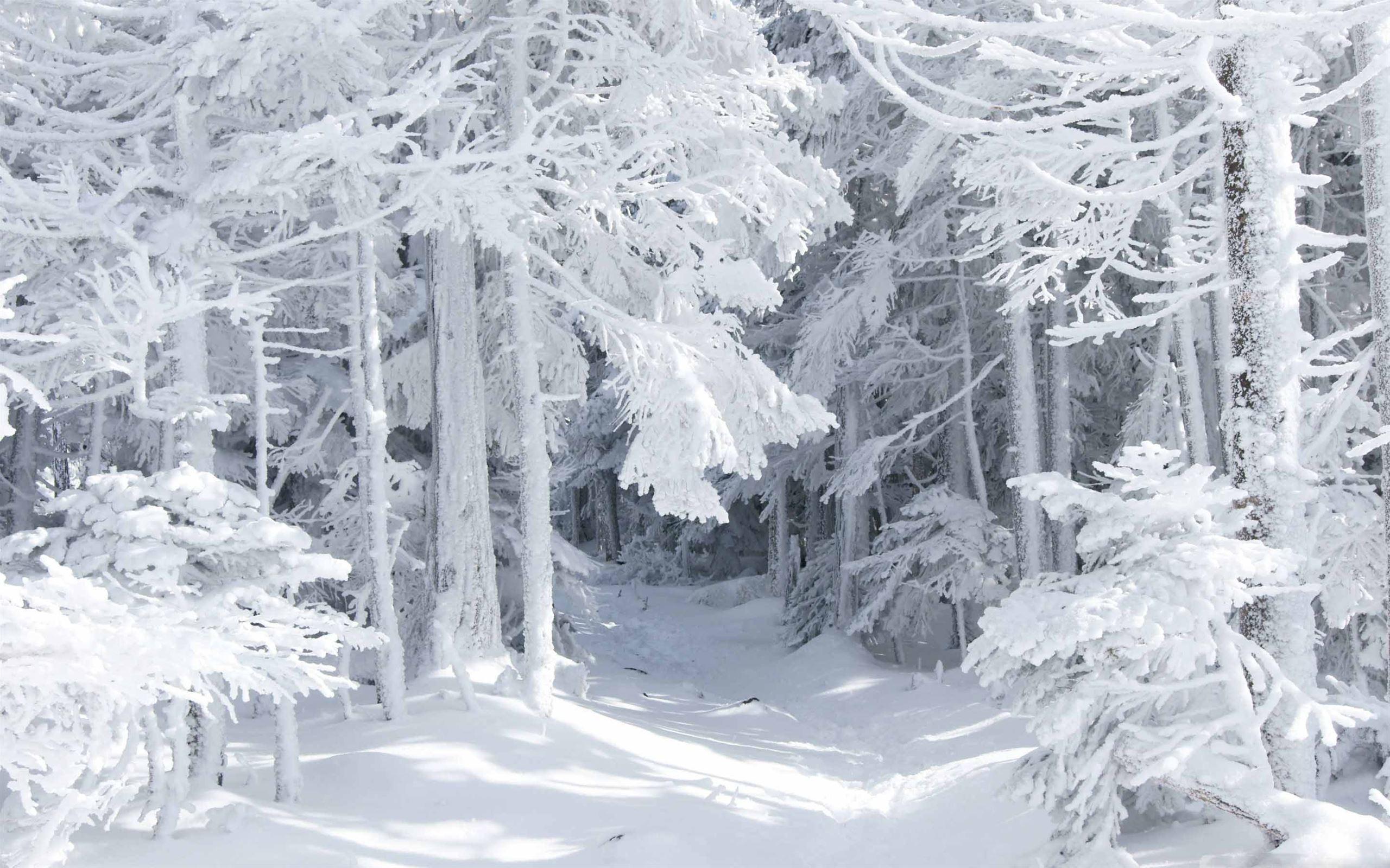 Snow Blizzard Wallpapers - Top Free Snow Blizzard Backgrounds ...