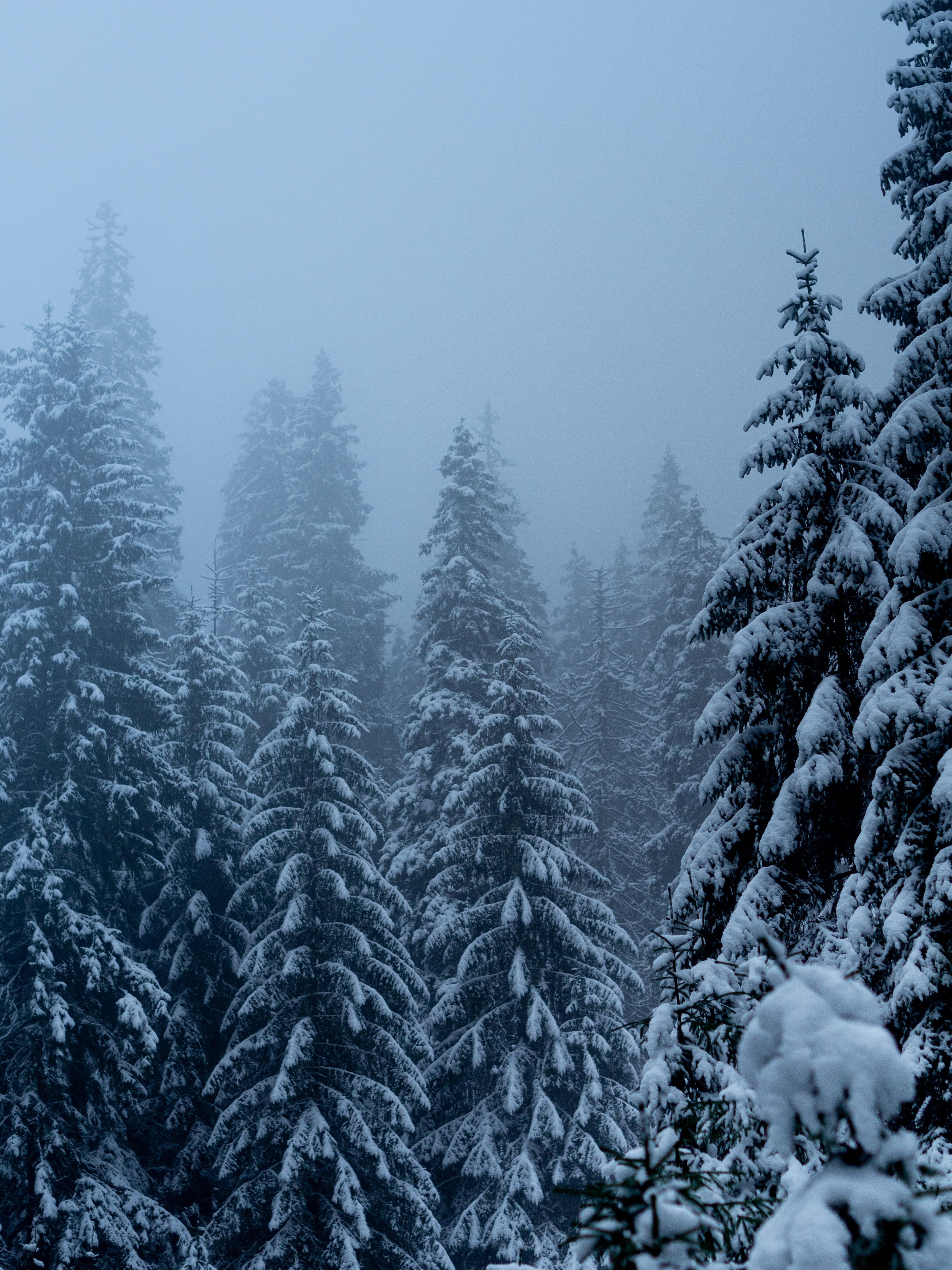 3456x4608 Download wallpaper 3456x4608 pines, trees, snow, blizzard, winter HD background