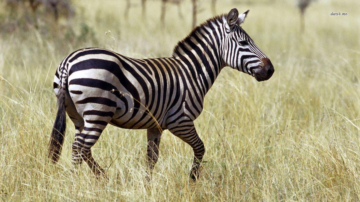 Zebra Animal Wallpapers Top Free Zebra Animal Backgrounds
