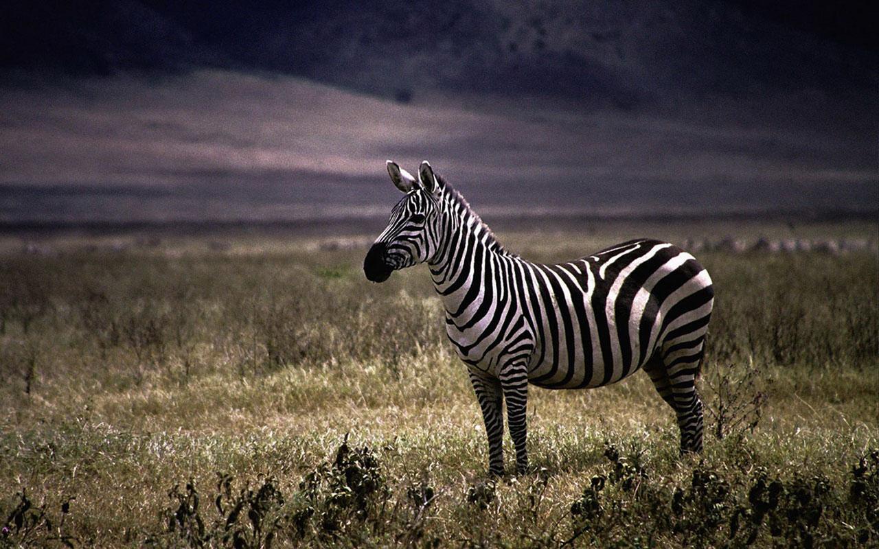 zebras iPhone Wallpapers Free Download