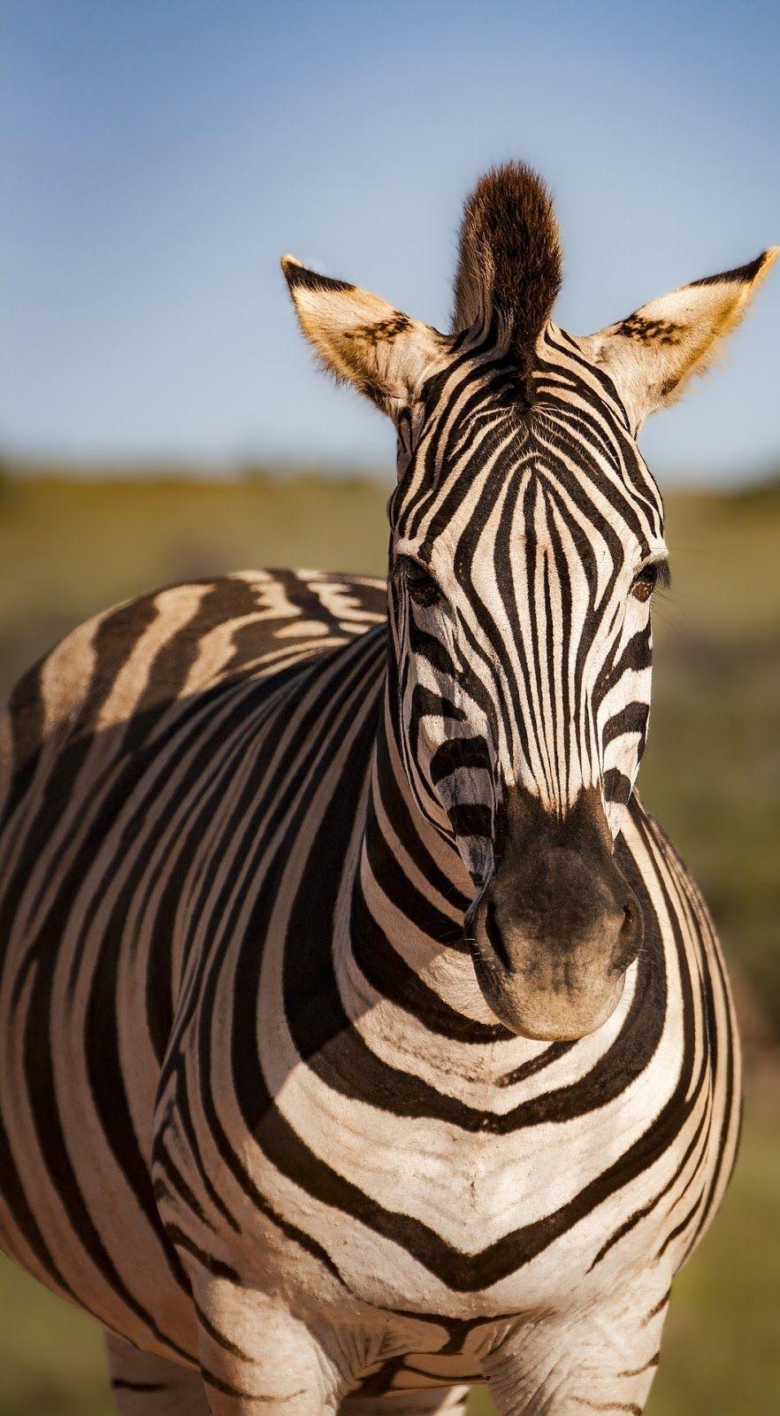 Zebra Animal Wallpapers Top Free Zebra Animal Backgrounds