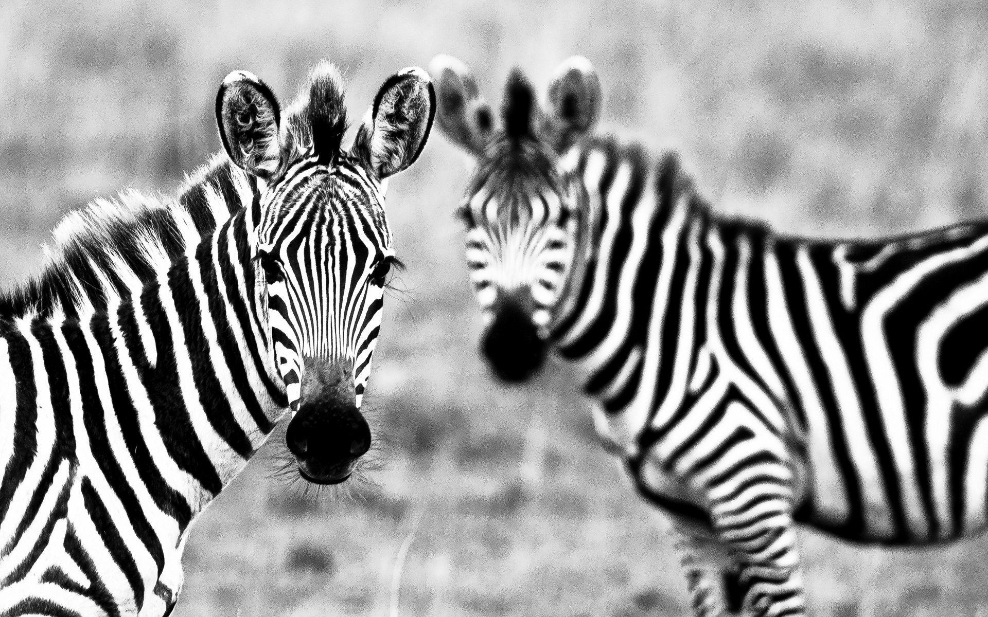 1920x1200 Zebra Wallpaper