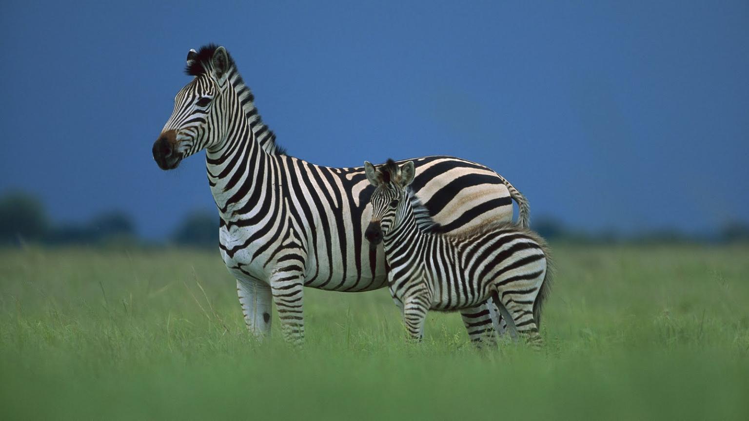 1536x864 Free download To download click on Zebra Amazing Animal 3D Wallpaper then choose [1600x900] for your Desktop, Mobile & Tablet. Explore Amazing Animal Wallpaper. Amazing Wildlife Desktop Wallpaper, Wild